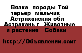 Вязка, породы Той терьер (мальчик)  - Астраханская обл., Астрахань г. Животные и растения » Собаки   
